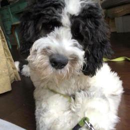 Saint Berdoodle Puppies from Brewer's Doodles