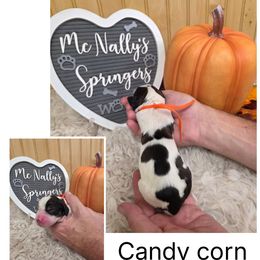 Candy corn - Black white and tan female English Springer Spaniel puppy in Freeland, Michigan from McNally's Springer Spaniels