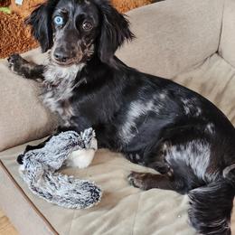 Piper - Dachshund