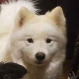 Breed - Samoyed