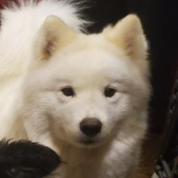Breed - Samoyed