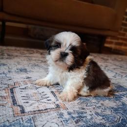 Luke - Brindle and white male Shih Tzu puppy in Lebanon, Pennsylvania from Stoney Acre Farms