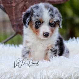 Ritz - Blue merle male Miniature Australian Shepherd puppy in Olivehurst, California from McDaniel Aussies