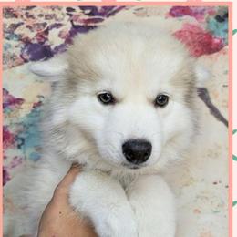 Flowers - 1,400 - Silver female Pomsky puppy in Spring Hill, Florida from www.PuppyTimeEmporium.com