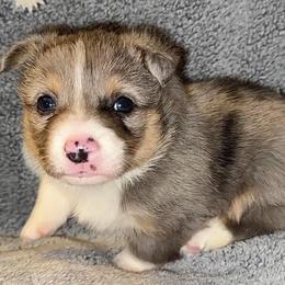Finn - Blue male Pembroke Welsh Corgi puppy in Mount Nebo, West Virginia from Summersville Corgis of Groves Farm