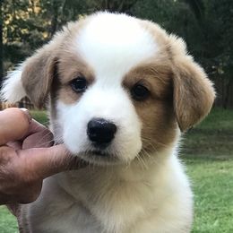 Cardigan Welsh Corgi Puppies from Penfro Corgis