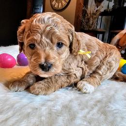 Luigi - Red  male Goldendoodle puppy in Forest, Ohio from Mini Doodle Buddies