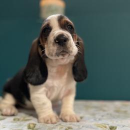 Aladdin - Black brown and white male Basset Hound puppy in Remington, Virginia from Lotus Rose Basset hounds