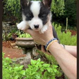 Pembroke Welsh Corgi Puppies from Dalton Family Corgis