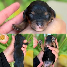 March - Tri-color female Cavapoo puppy in Yuciapa, California from AlltheDoodlez_