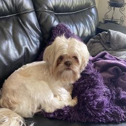 Ziggy - Shih Tzu