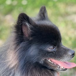 Pomeranians from Pomeranian Kingdom