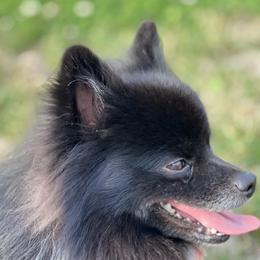 Pomeranians from Pomeranian Kingdom