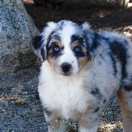 "Dixie" - Blue merle Australian Shepherd puppy in Smith Valley, Nevada from Hoot's Aussies