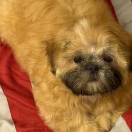Shih Tzu Puppies from Shih-tzu Dynasty