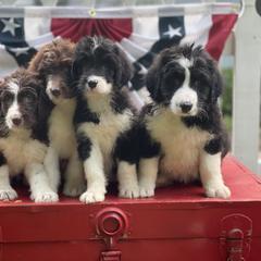 Bordoodle Puppies from Borders of Eby Eden
