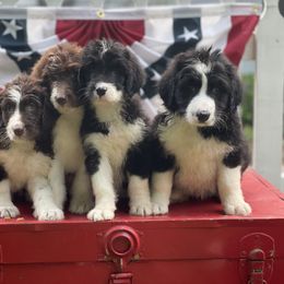 Bordoodle Puppies from Borders of Eby Eden