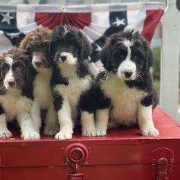 Bordoodle Puppies from Borders of Eby Eden