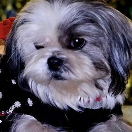 Shihpoos from B&B Designer Shihpoo’s