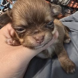 Chihuahua Puppies from The Joyful World of Chihuahuas