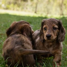 Cena - Red male Dachshund puppy in Tallahassee, Florida from EntityDachs