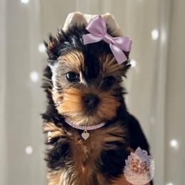 Lainey (Price 4,813) - Black and tan female Yorkshire Terrier puppy in Pittsburg, California from Crystal Garden Yorkies