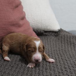 Goldendoodle Puppies from Silver Barn Doodles