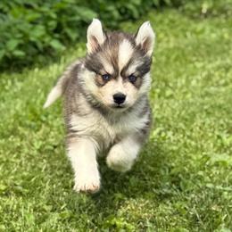 Elio - Sable and white male Siberian Husky puppy in London, Ohio from Rose Trail Siberian’s