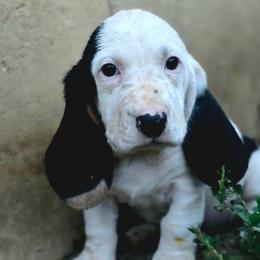 Snoopy - Black brown and white female Basset Hound puppy in Lebanon, Ohio from Lady Mae Bassets & Doberman