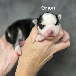 Orion - Black and white male Pomsky puppy in Fredericksburg, Virginia from Purely Pomskies