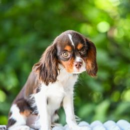 Crumble - Chocolate male Cavalier King Charles Spaniel puppy in Sugarcreek, Ohio from Chocolate Cavalier