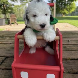 Green Collar - Black and white male Sheepadoodle puppy in Camden, North Carolina from Luv My Doodle