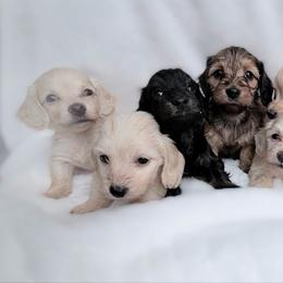 Tiny Candy cream silky wire - Cream female Dachshund puppy in Richmond, Virginia from Irresistible Dachshunds & Cavaliers