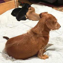 Dachshunds from Marilyn's Dachshunds