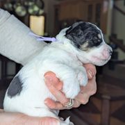 Purple Girl - Black female Whoodle puppy in Kalispell, Montana from Countryman Whoodles