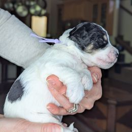 Purple Girl - Black female Whoodle puppy in Kalispell, Montana from Countryman Whoodles