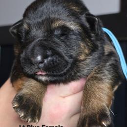 Lt Blue - Black and tan female German Shepherd puppy in Tony, Wisconsin from Muddy Acres German Shepherds