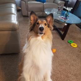 Lacey - Collie