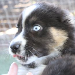 Norman - Black tri-color male Australian Shepherd puppy in Sonoita, Arizona from Gardner Canyon Kennels
