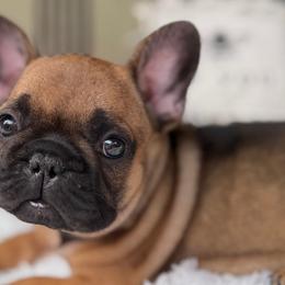 Chai - Fawn female French Bulldog puppy in Ford City, Pennsylvania from DeWitt Frenchies