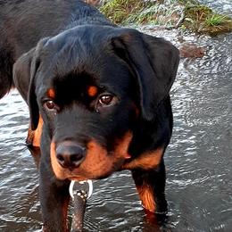 Rottweiler Puppies from C&C Royal Rottweilers