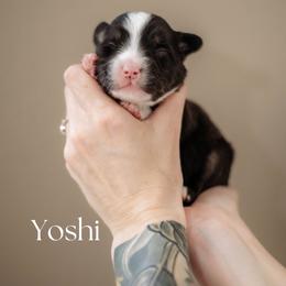 YOSHI - Black tri male Miniature American Shepherd puppy in Puyallup, Washington from FERGI’S GEMINI MAS