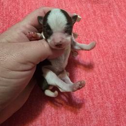 Pepper - Chocolate and white female Chihuahua puppy in Amity, Pennsylvania from Baxters Chihuahuas