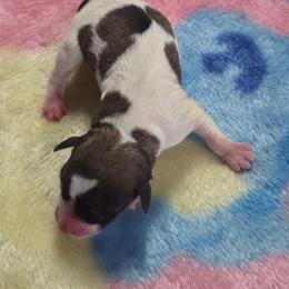 Kara - Parti female Miniature Schnauzer puppy in Elgin, Iowa from Firefly Stables