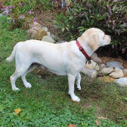 Labrador Retrievers from Andrew Ewing's Labrador Retrievers