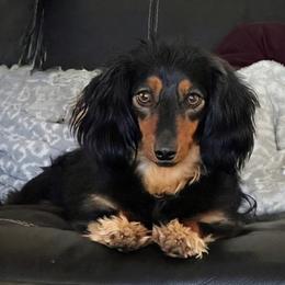 Lady - Dachshund