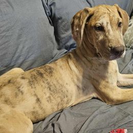 Tumeric - Chocolate brindle female Great Dane puppy in Biscoe, North Carolina from Clouser's Bodacious Danes