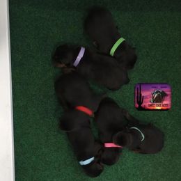 Rottweiler Puppies from Sunset State Rotts