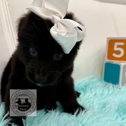 German Shepherd Puppies from Vom Broward Haus