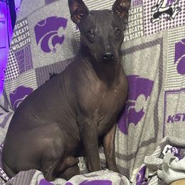 American Hairless Terrier All Grown Up from Bellridge American Hairless Terriers